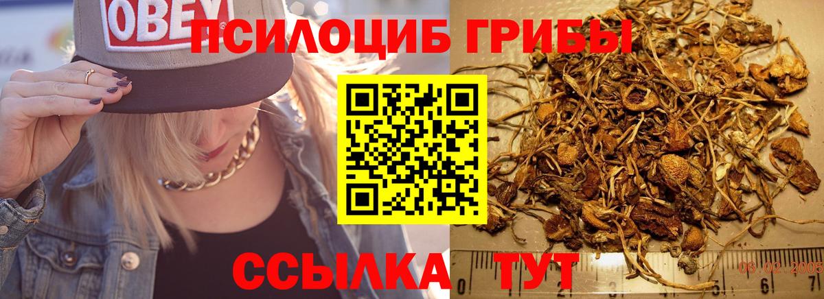 Галлюциногенные грибы Psilocybe Жуковский